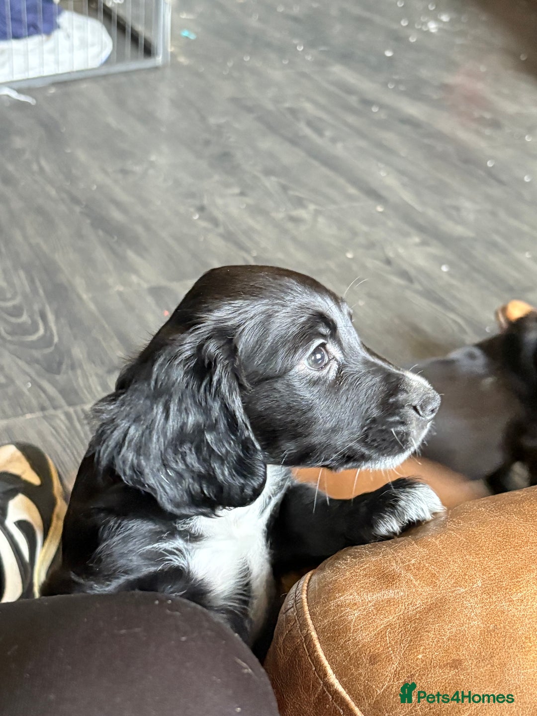 Cocker Spaniel dogs for sale: cockerspaniels  - Image 8