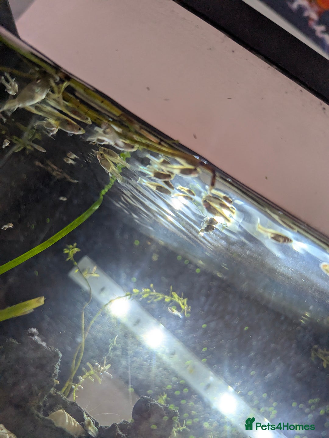 Other/Mixed Breed fish for sale: BABY GUPPIES 50p EACH - Image 3