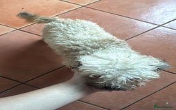 Shihpoo dogs for sale: Loving Shihpoo pup called muffin - Image 4