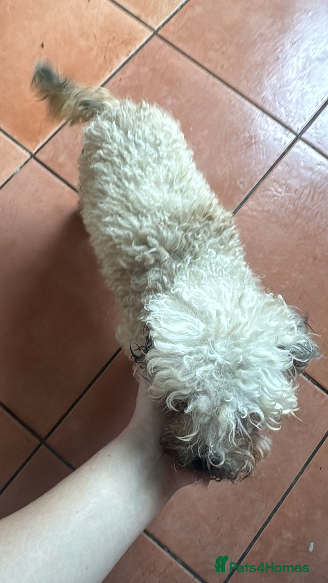 Shihpoo dogs for sale: Loving Shihpoo pup called muffin - Image 4