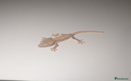Gecko reptiles for sale: Lilly White Crested Gecko Hatchlings - Image 6