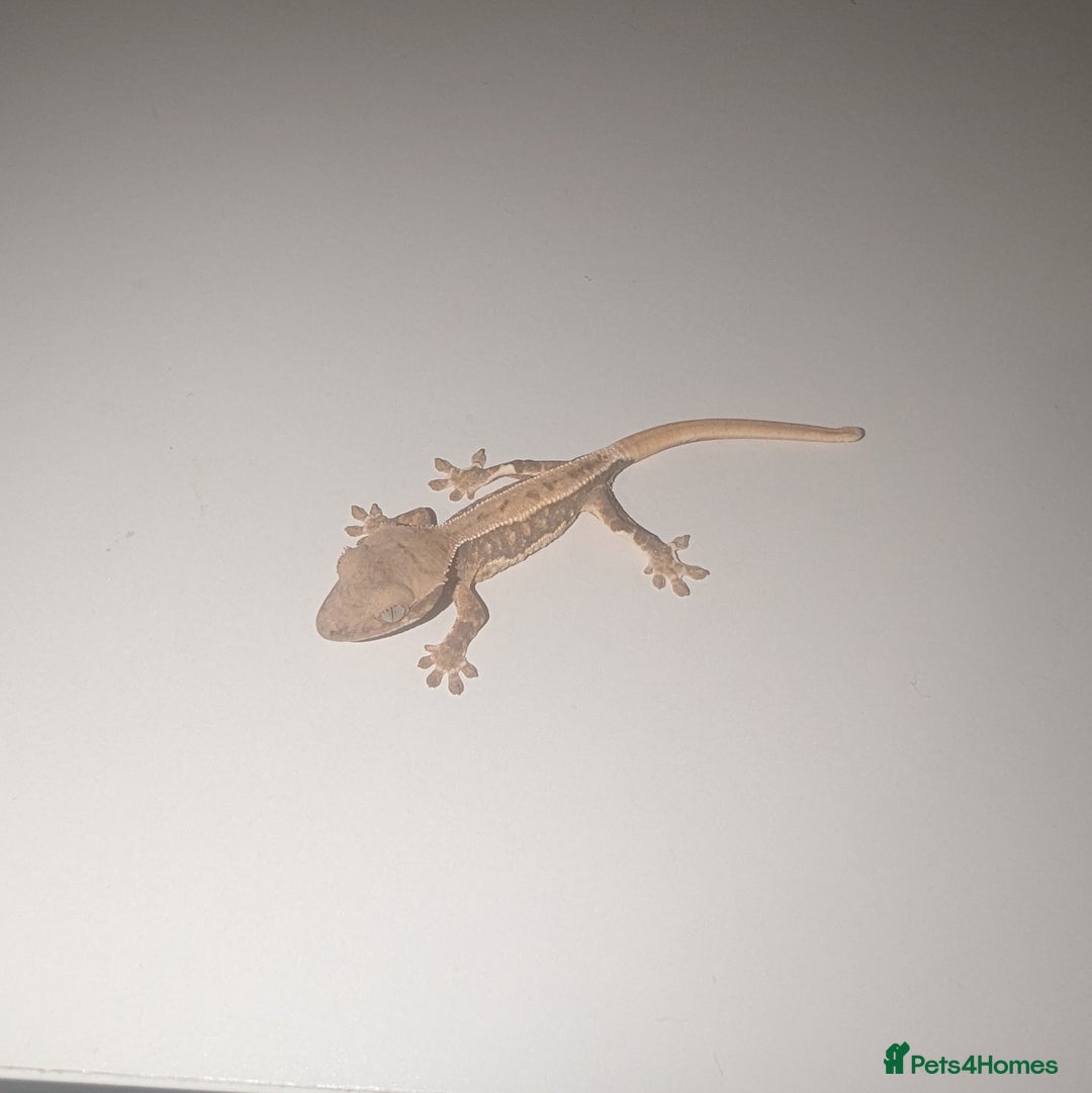 Gecko reptiles for sale: Lilly White Crested Gecko Hatchlings - Image 6