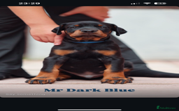 Dobermann dogs for sale: Exceptional Confident European Doberman puppies - Image 15