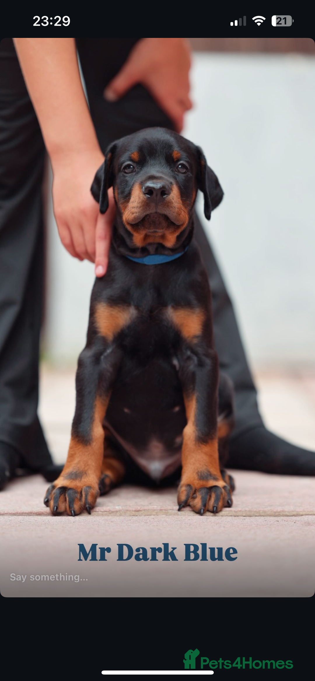 Dobermann dogs for sale: Exceptional Confident European Doberman puppies - Image 15