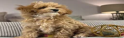 Maltipoo dogs for sale: OAKWELL RETRIEVERS ON INSTAGRAM  - Advert 32