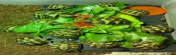 Tortoise reptiles for sale: 3 & 4 Month Old Hermanns Tortoises for Sale x 12 - Advert 1