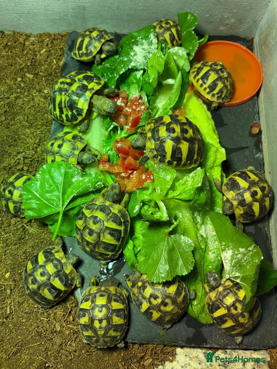 Tortoise reptiles for sale: 3 & 4 Month Old Hermanns Tortoises for Sale x 12 - Advert 1