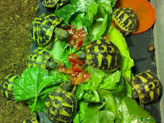 Tortoise reptiles for sale: 3 & 4 Month Old Hermanns Tortoises for Sale x 12 - Advert 1