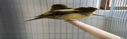 Canaries birds for sale: Fife + Opal Agage + Lizard Canaries - Advert 6