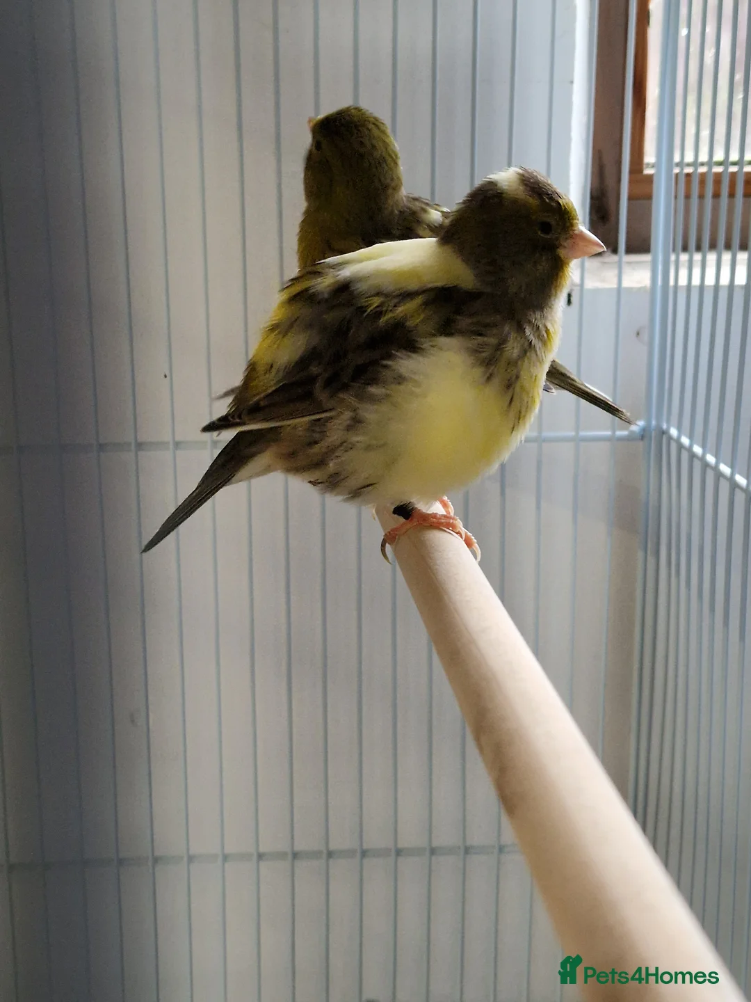 Canaries birds for sale: Fife + Opal Agage + Lizard Canaries - Advert 6