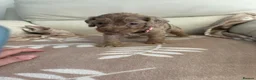 Cockapoo dogs for sale: Beautiful F1 cockapoo puppies - Advert 18
