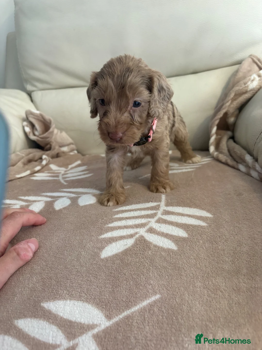 Cockapoo dogs for sale: Beautiful F1 cockapoo puppies - Advert 18