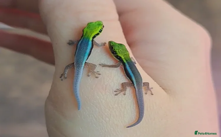 Gecko reptiles in Nottingham - Advert 14