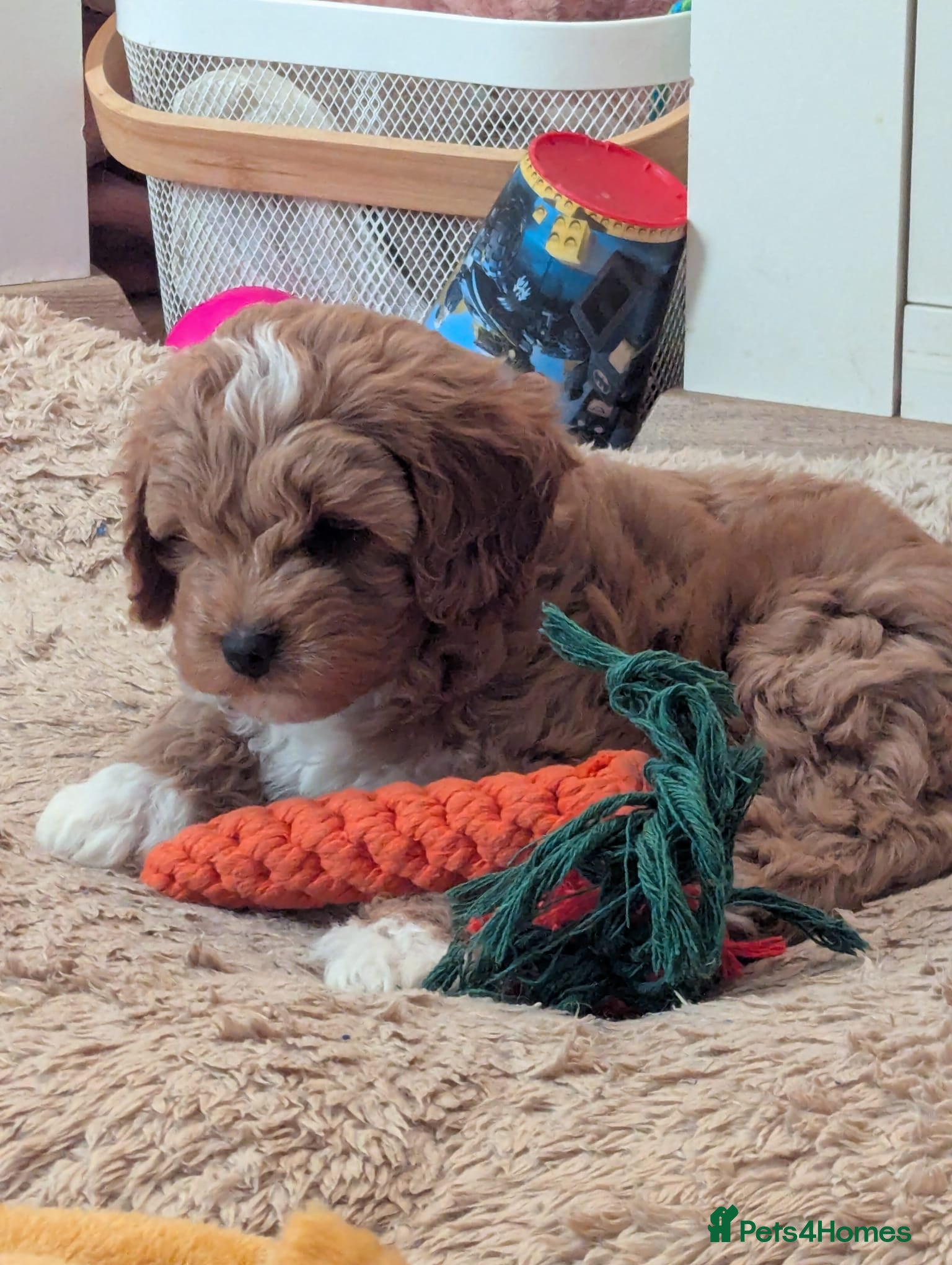 Cavapoo dogs Cavapoo Cuties - Advert 3