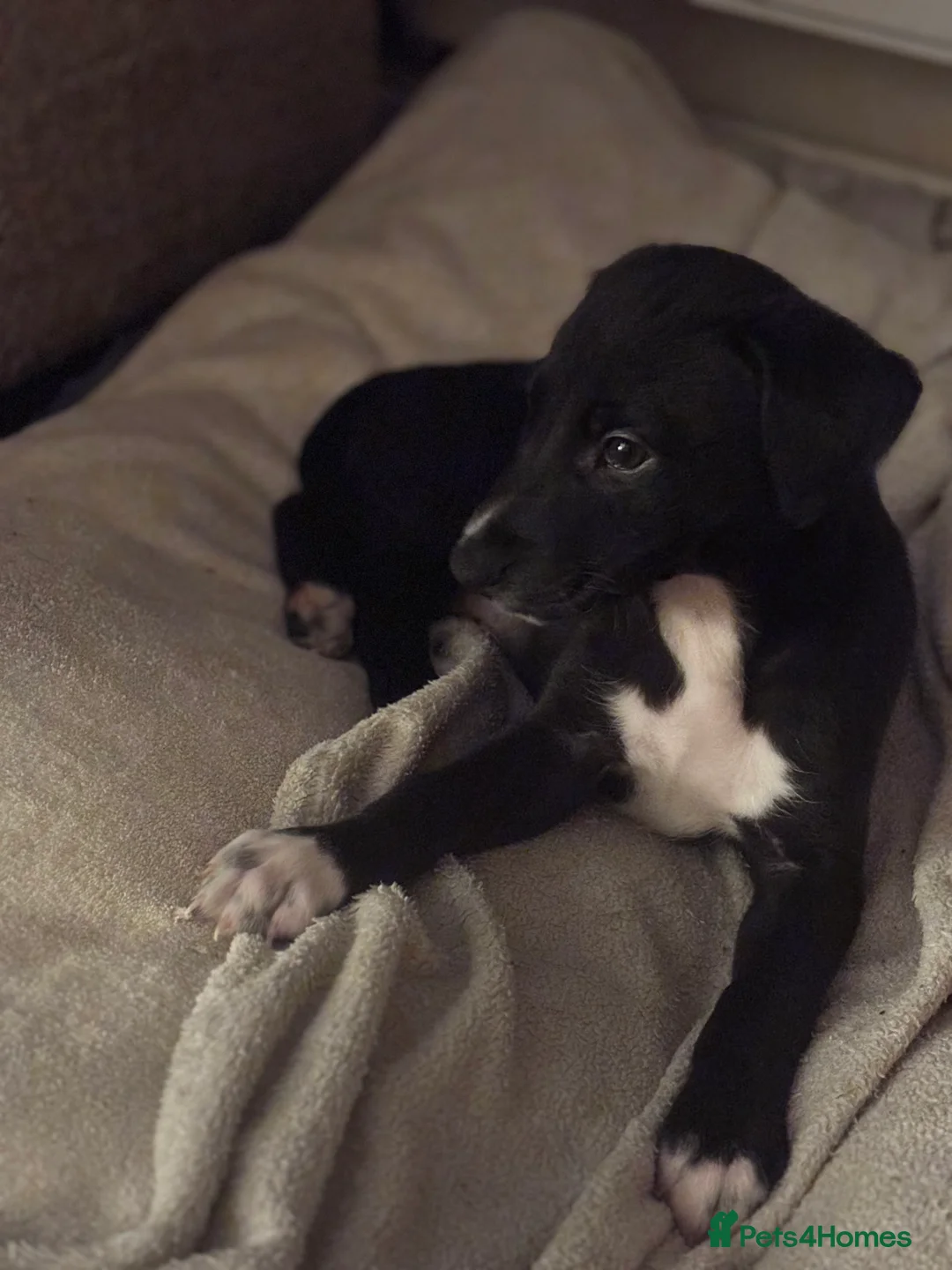 Mixed Breed dogs for sale: Whippet puppies  - Advert 19