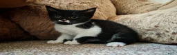 Mixed Breed cats for sale: BRITISH SHORTHAIR CROSS KITTENS *READY NOW* - Advert 4