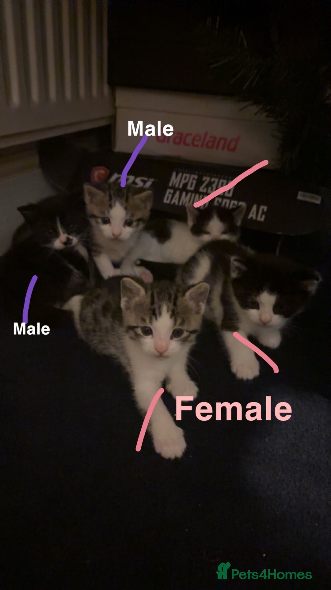 Mixed Breed cats for sale: Bengal mix kittens for sale - Advert 2