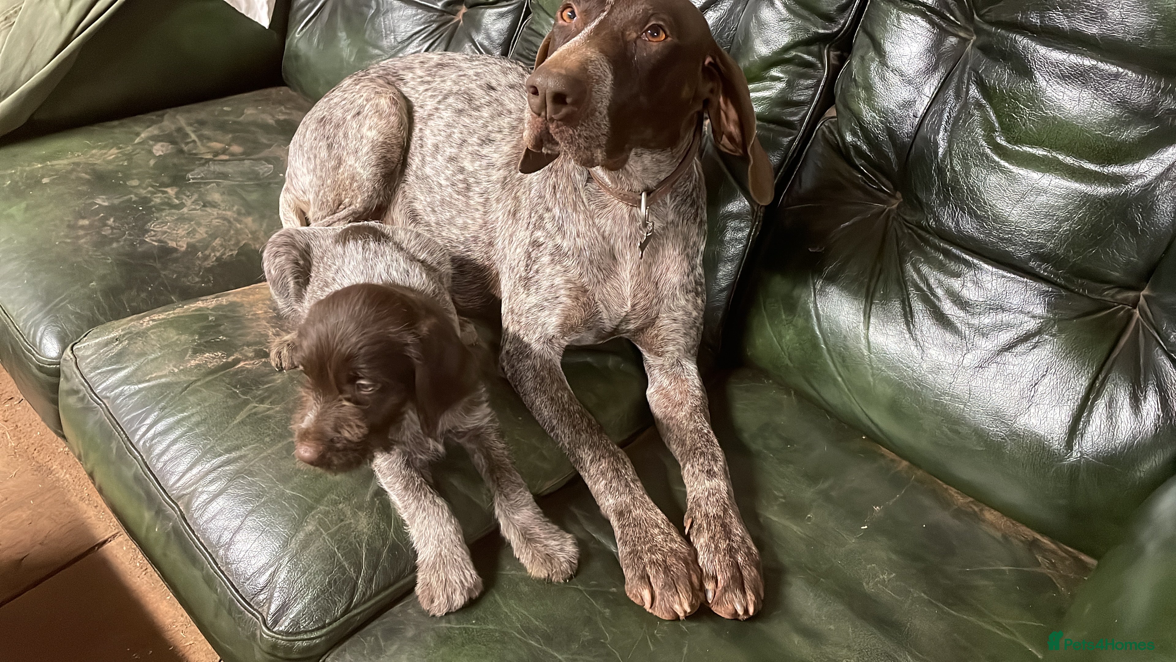 Mixed Breed dogs GDP and  griffen pointer f1 hybrid  - Advert 11