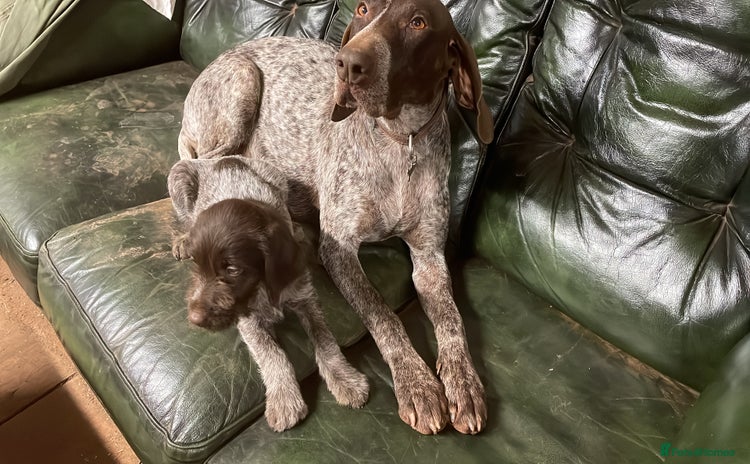 Mixed Breed dogs GDP and  griffen pointer f1 hybrid  - Advert 14