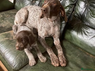Mixed Breed dogs GDP and griffen pointer f1 hybrid - Advert 4