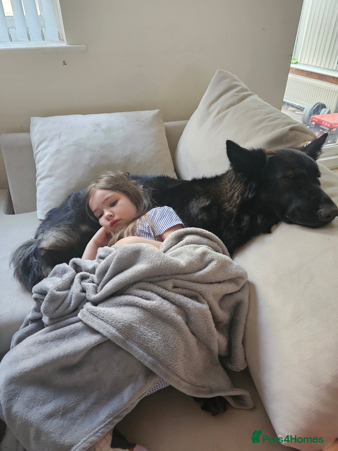 German Shepherd dogs for sale: KC Czech GSD  - Image 6