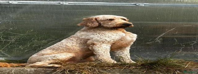 Boaba