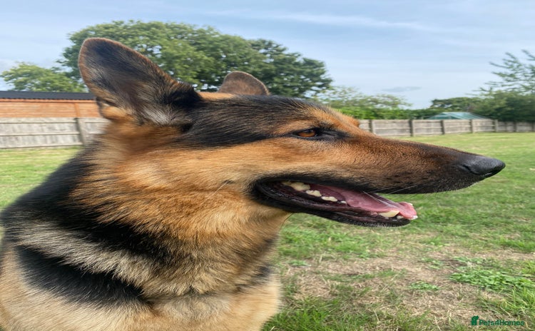 German Shepherd dogs - Advert 1
