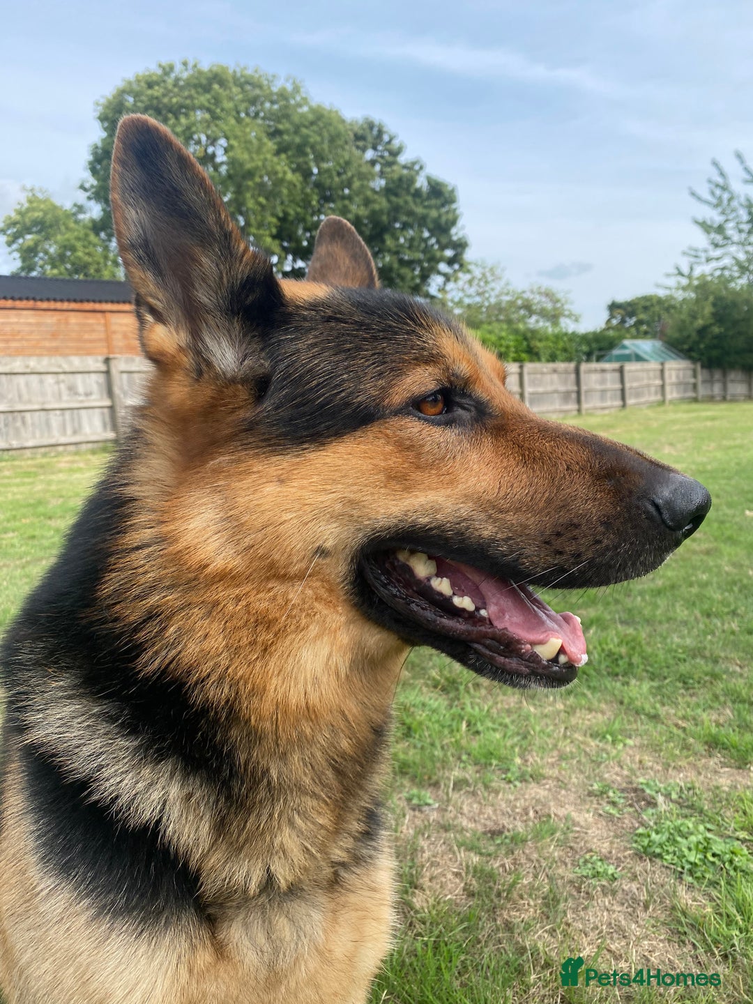 German Shepherd dogs for stud: German Shepard Working Line *STUD* - Image 1