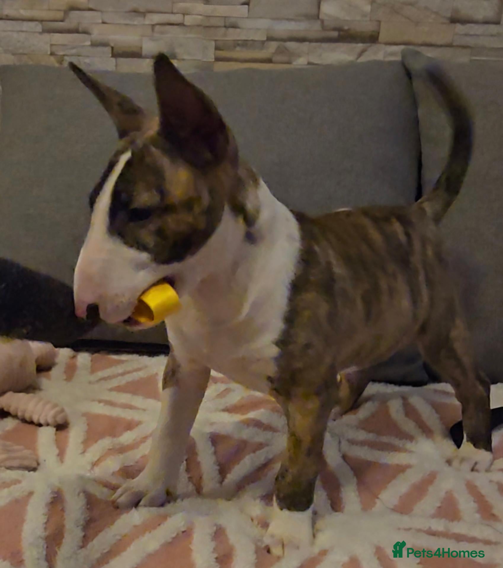 English Bull Terrier dogs Top Quality Heath checked champions lines  - Advert 2