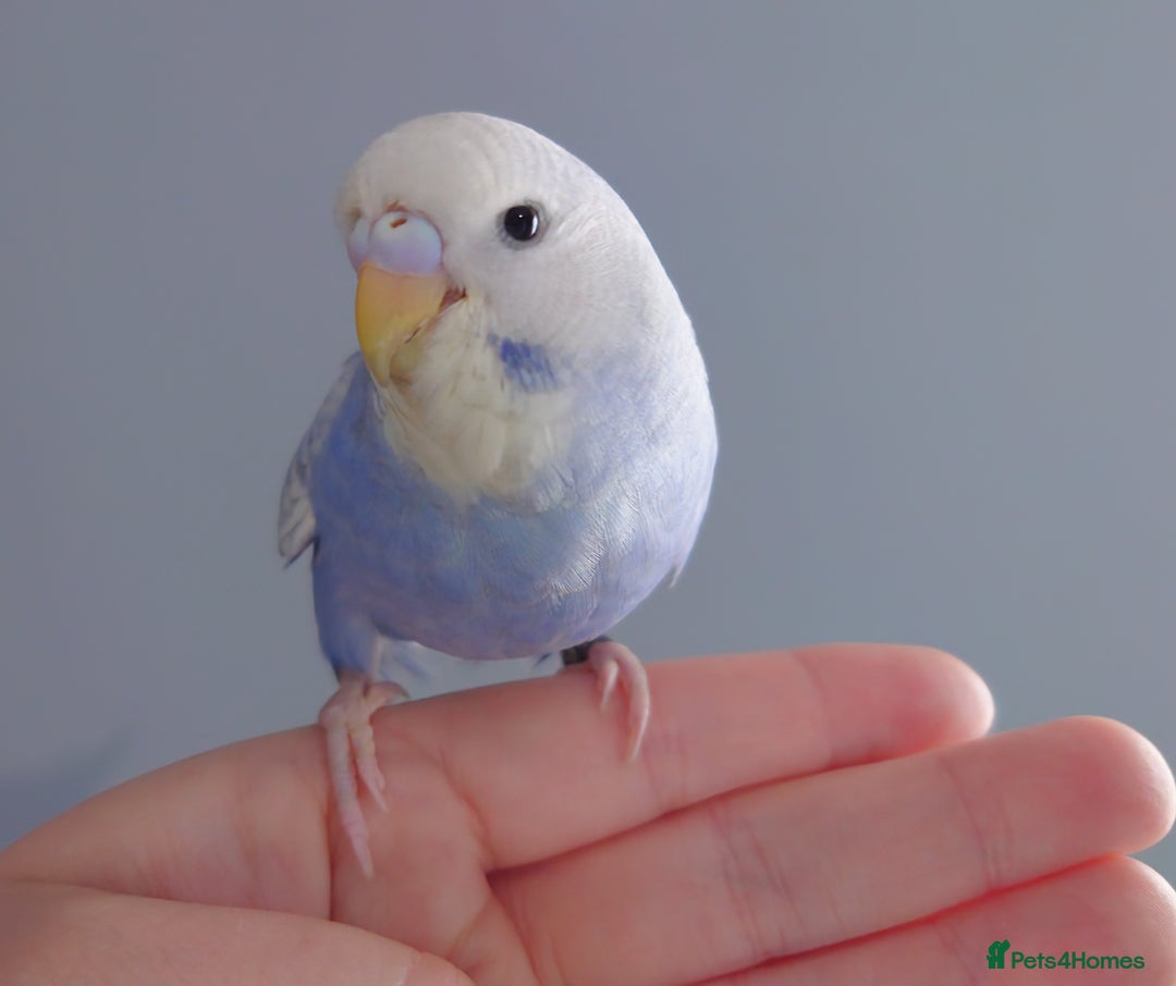 Budgerigars birds for sale: Hand reared silly tame baby budgies  - Image 5