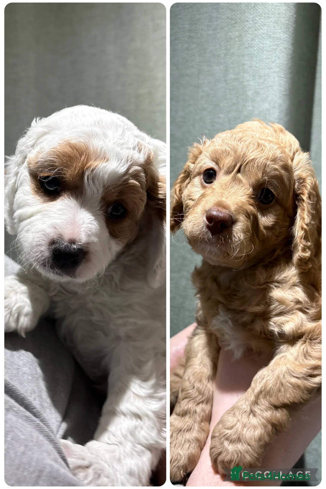Cavapoo dogs for sale: 2 gorgeous cavapoo puppies - Advert 2