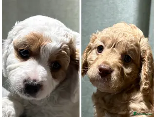 Cavapoo dogs 2 gorgeous cavapoo puppies - Advert 17