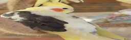 Cockatiels birds for sale: Young Cockatiels - Advert 4