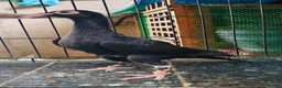 Pigeons birds for sale: Beautiful Quality Pigeons Healthy & Well Cared For - Advert 23