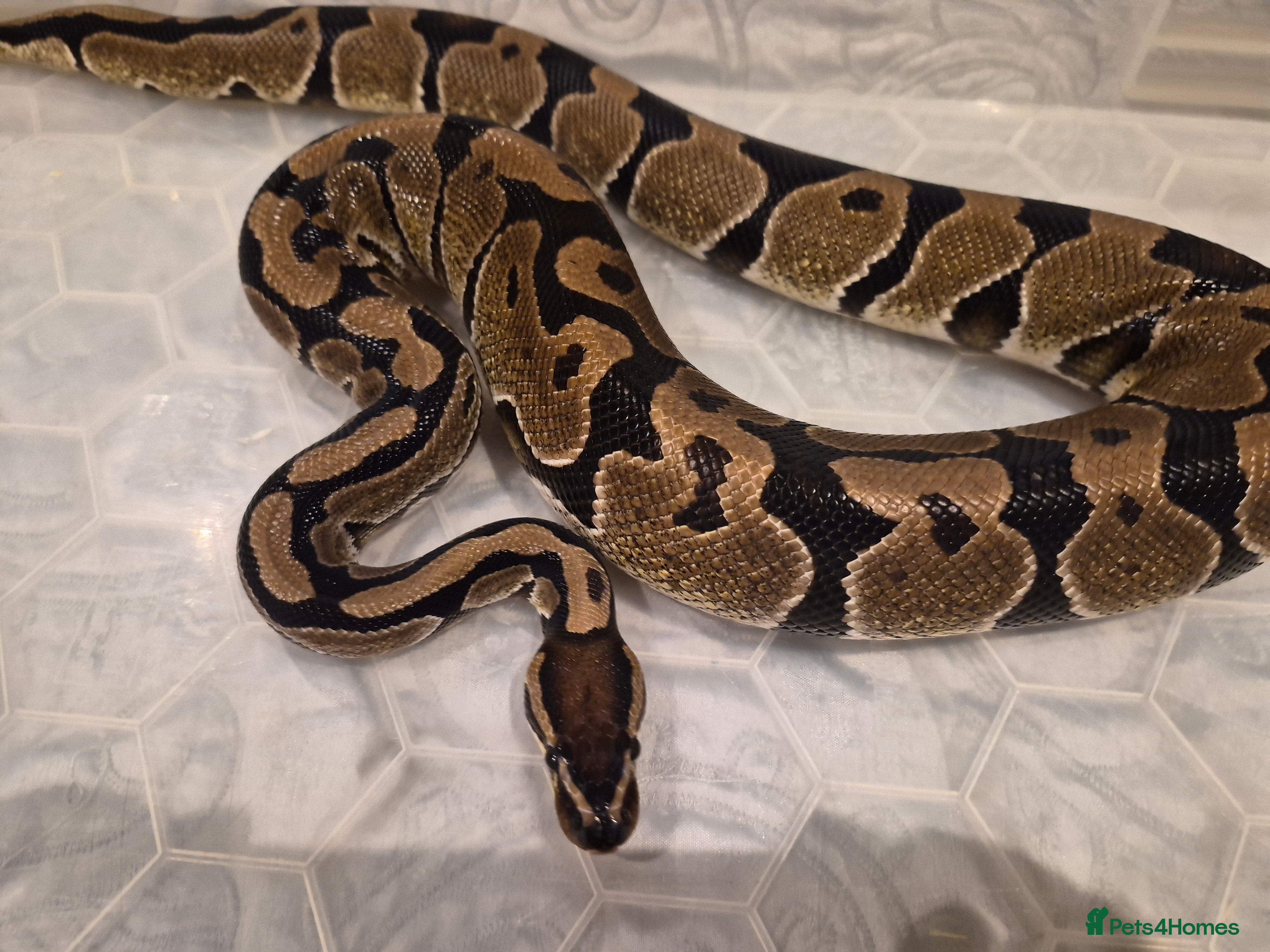 Python Snake reptiles Normal royal python het special poss het dreamsicl - Advert 16