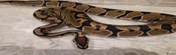 Python Snake reptiles for sale: Normal royal python het special poss het dreamsicl - Advert 1