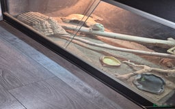 Dragon reptiles for sale: Bearded dragon ( Gunner )  - Image 5