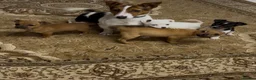 Jack Russell dogs for sale: Jack russel pups  in Darwen - Advert 6