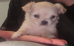 Chihuahua dogs for sale: Gorgeous Tiny Chihuahua Pups - Beautiful Cream Boy - Image 2