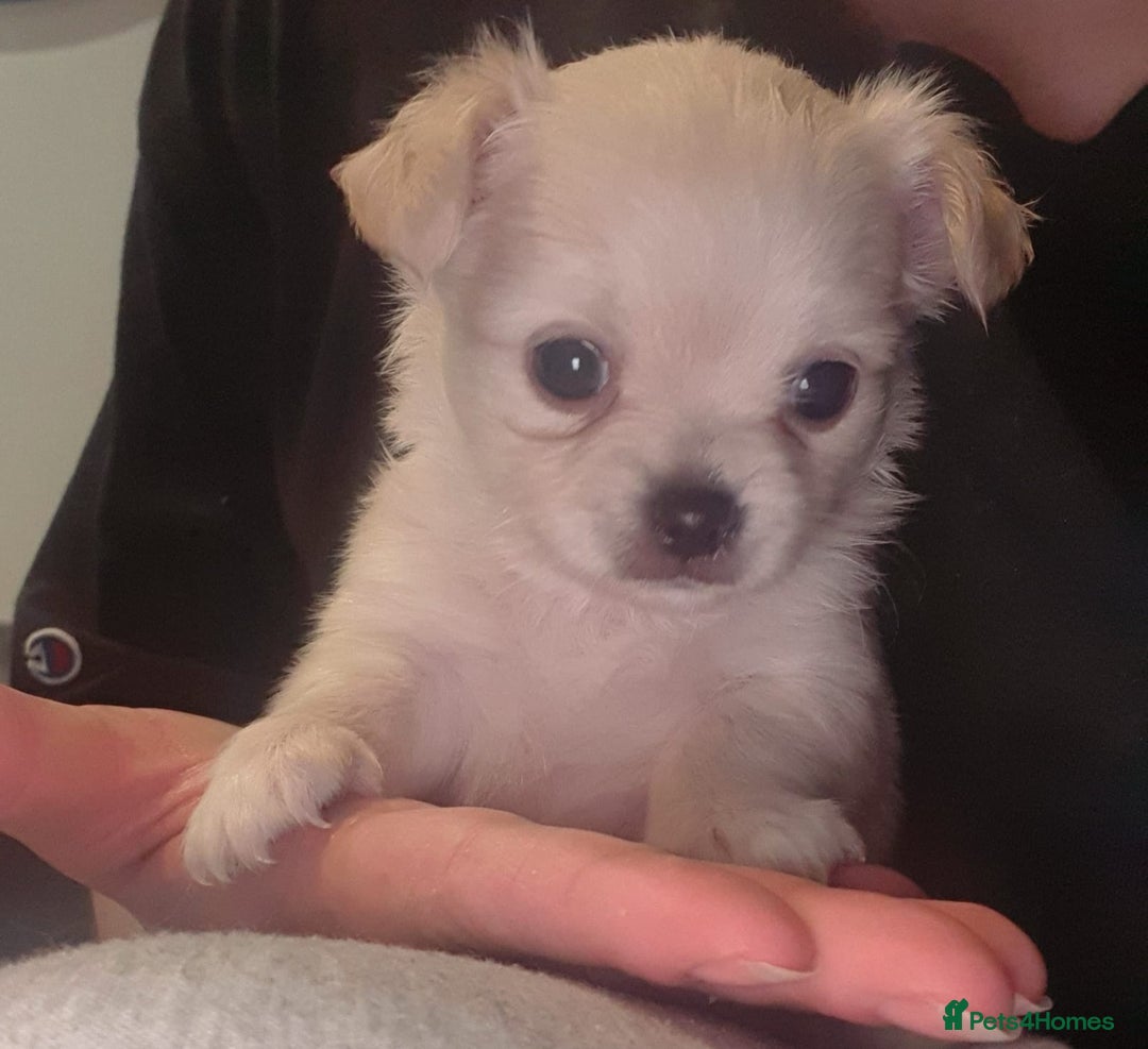 Chihuahua dogs for sale: Gorgeous Tiny Chihuahua Pups - Beautiful Cream Boy - Image 2
