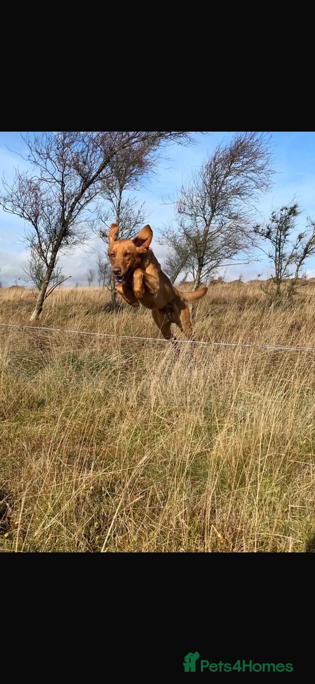 Labrador Retriever dogs for stud: Fox Red Proven KC Reg Labrador for Stud - Advert 2