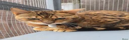 Bengal cats for stud: Reign TICA Registered Snow&Silver Carrier Stud - Advert 6