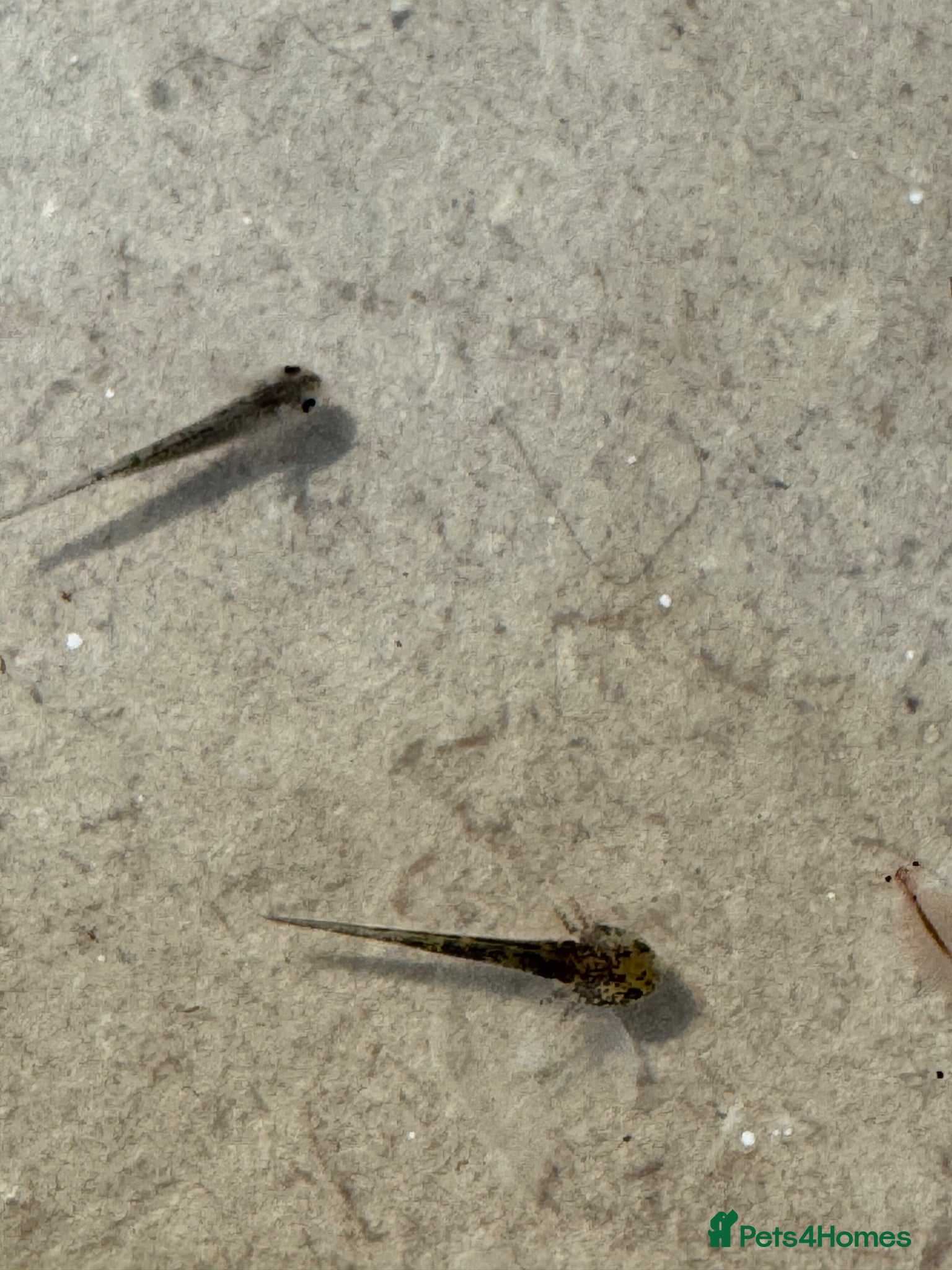 Other/Mixed Breed fish Axolotl Babies - Advert 1