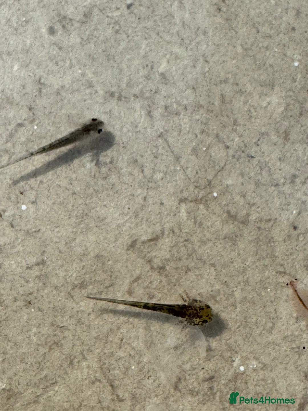 Other/Mixed Breed fish for sale: Axolotl Babies - Advert 1