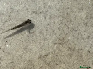 Other/Mixed Breed fish Axolotl Babies - Advert 1