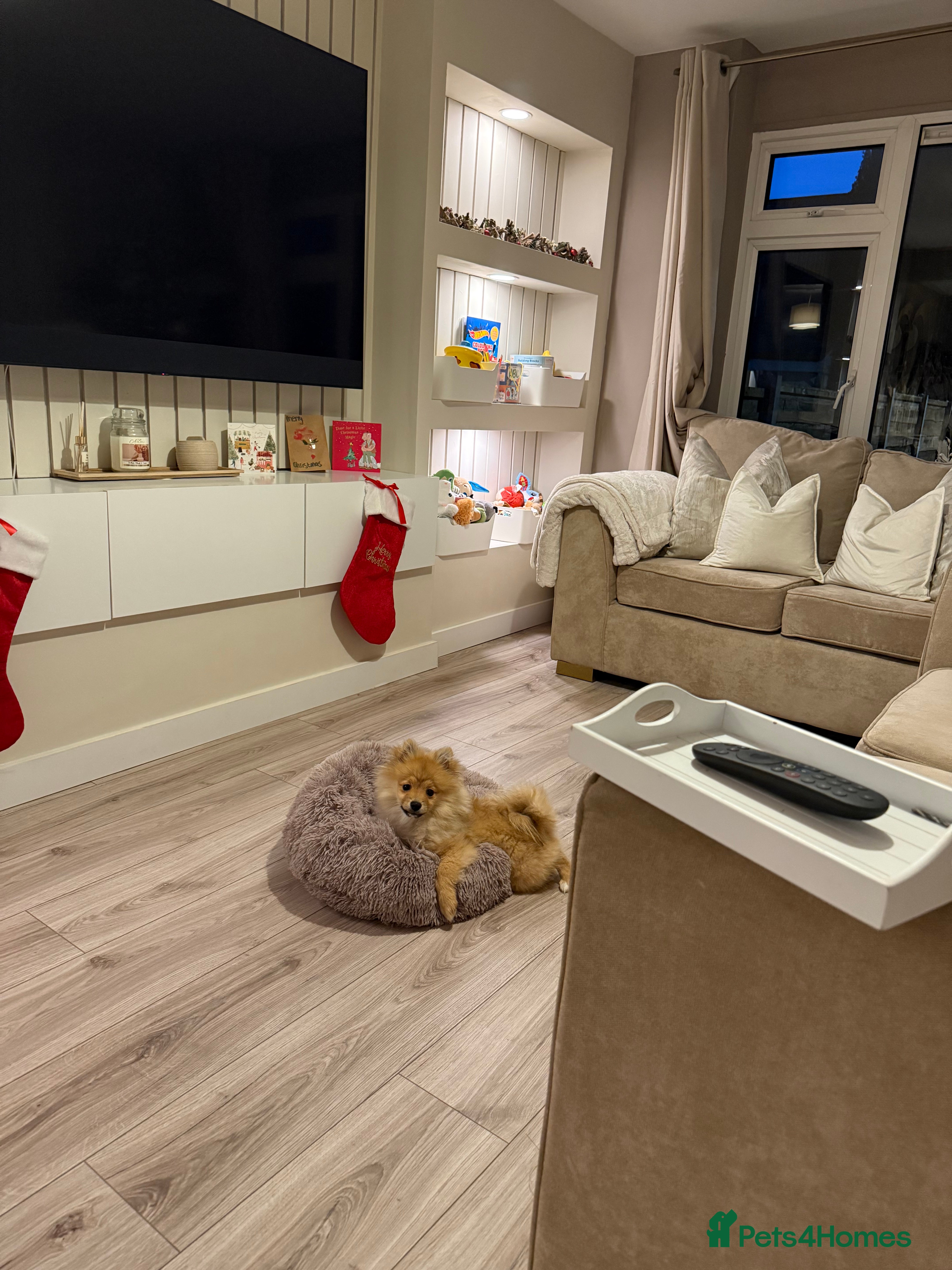 Pomeranian dogs Teddy 5Month Old Pup Looking for a Loving Home 🐾 - Advert 1