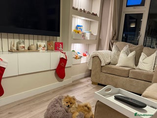 Pomeranian dogs Teddy 5Month Old Pup Looking for a Loving Home 🐾 - Advert 1