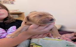 Springador dogs for sale: Beautiful Springador Puppies - Image 5