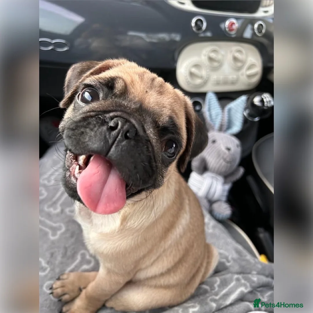 Pug dogs for sale: Reggie the Pug  - Advert 1