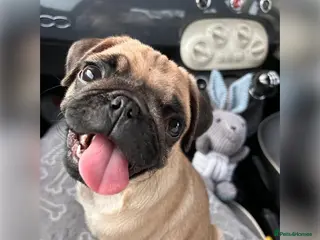 Pug dogs Reggie the Pug - Advert 7